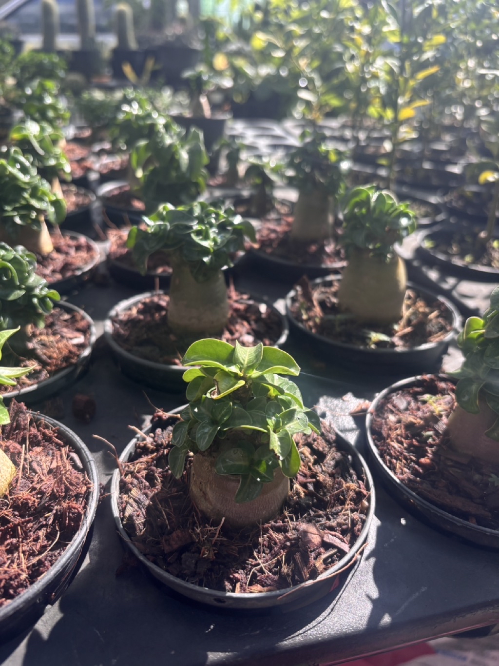 ชวนชมแคระสุด กระถาง2นิ้วAdenium mini | Shopee Thailand