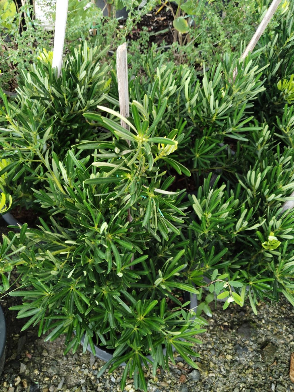สนใบพาย ไม้มงคล Podocarpus polystachyus | Shopee Thailand