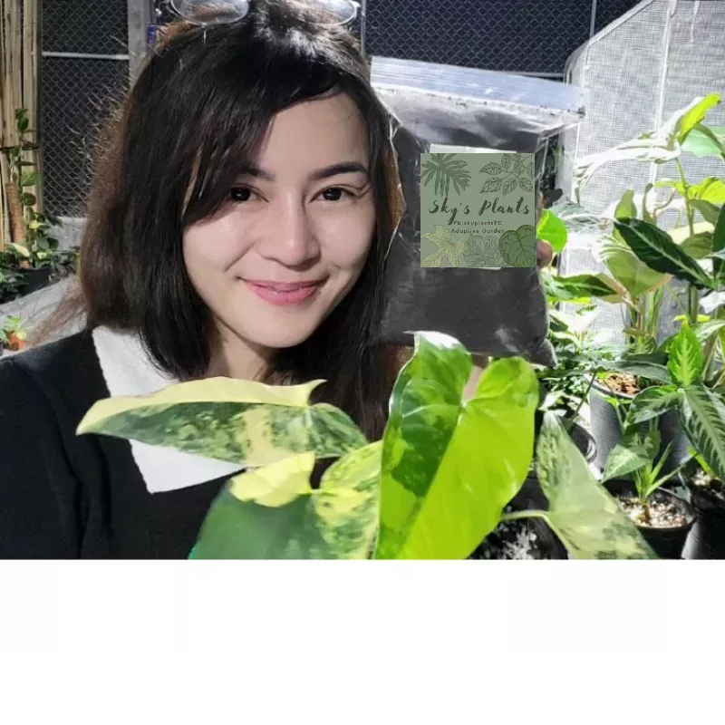 Ready go to ... https://shp.ee/mutt8st [ ผลิตภัณฑ์บำรุงต้นไม้ Plant Food | Shopee Thailand]