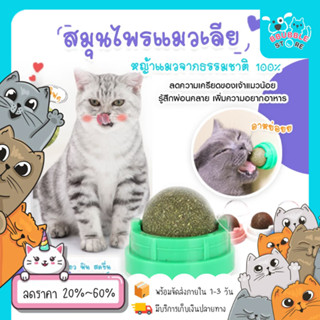 แคทนิปบอล Catnip Ball กัญชาแมว ขนมแมว ของเล่นแมวเลีย แปะกำแพง ball herb