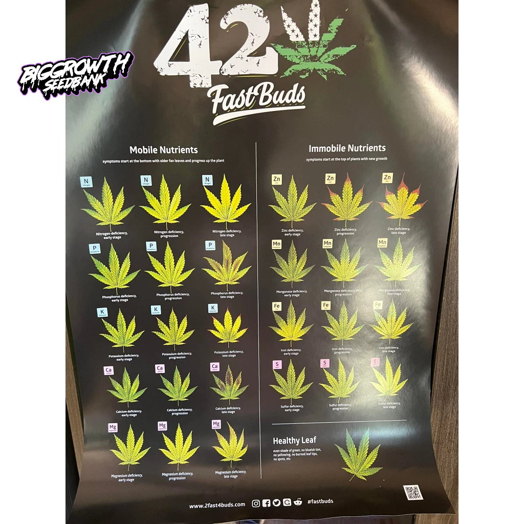 ภาพโปสเตอร์-fastbuds-เช็คสุขภาพ-จากใบ-2fast4buds-สีคมชัด-เนื้อหาชัดเจน-สินค้าแท้-100-ขนาด-42x60-ซม