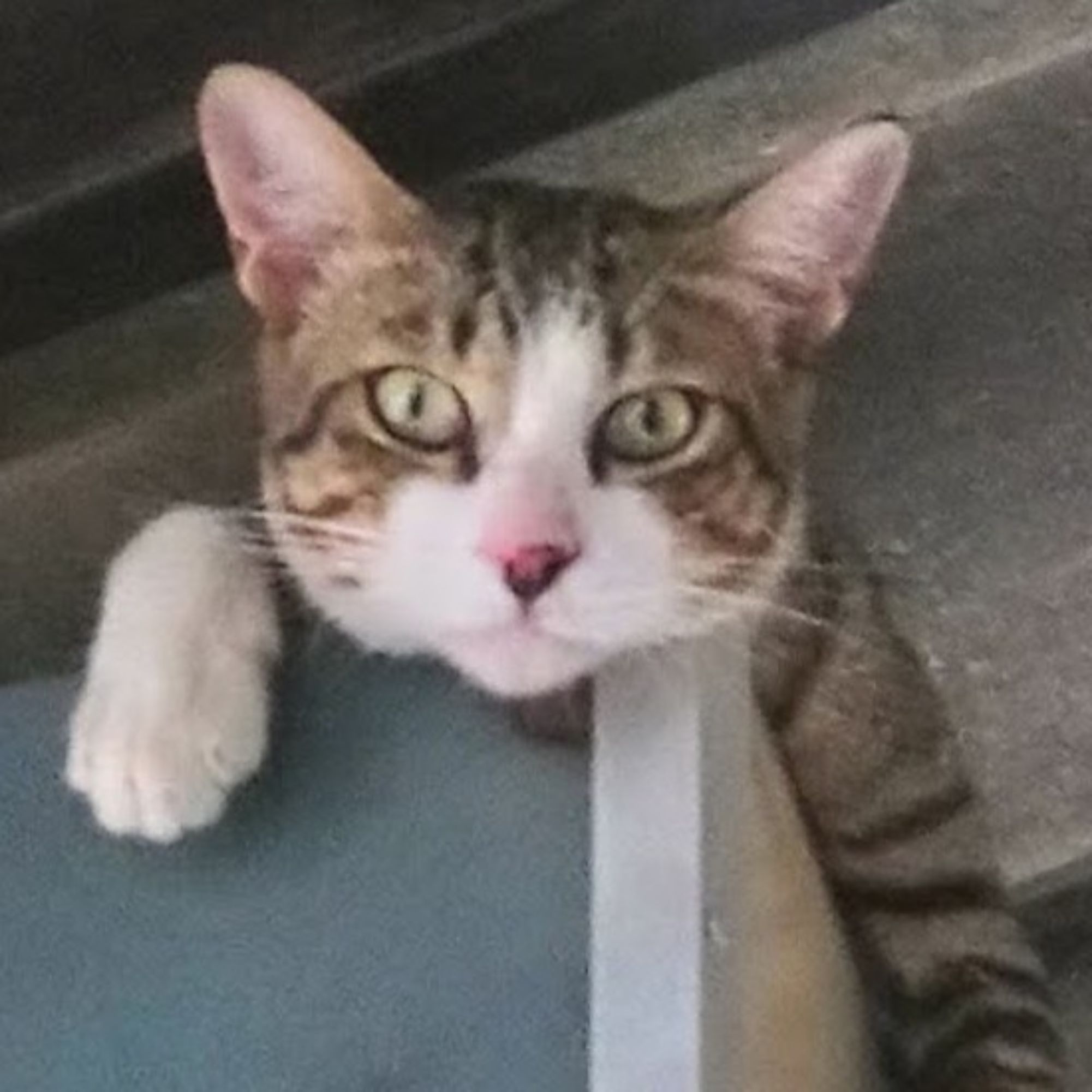 นิกกับพิม 🐶❤️🐕  ว.ณประมวญมารค | Shopee Thailand