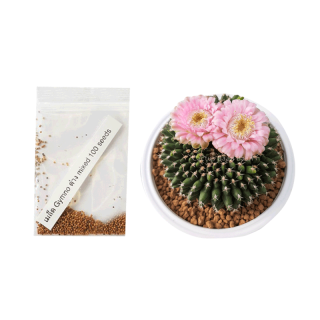 [ซื้อ 2 แถม 1] เมล็ดแคคตัส ยิมโนด่างมิกซ์ ชุดล่ะ 120 เมล็ด (Gymnocalycium Variegated Mix)