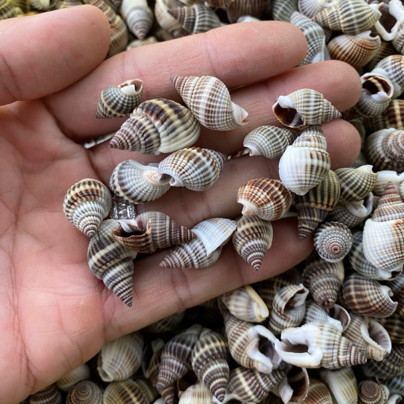BLACK MUD Snail shells ตกแต่ง BLACK Snail shells เปลือกหอยสําหรับหอยทาก ...