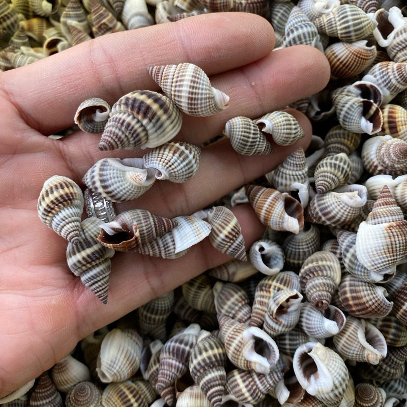 BLACK MUD Snail shells ตกแต่ง BLACK Snail shells เปลือกหอยสําหรับหอยทาก ...