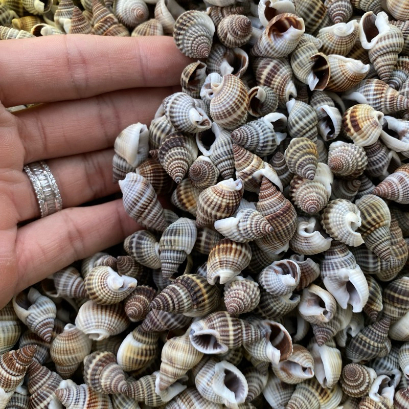 BLACK MUD Snail shells ตกแต่ง BLACK Snail shells เปลือกหอยสําหรับหอยทาก ...