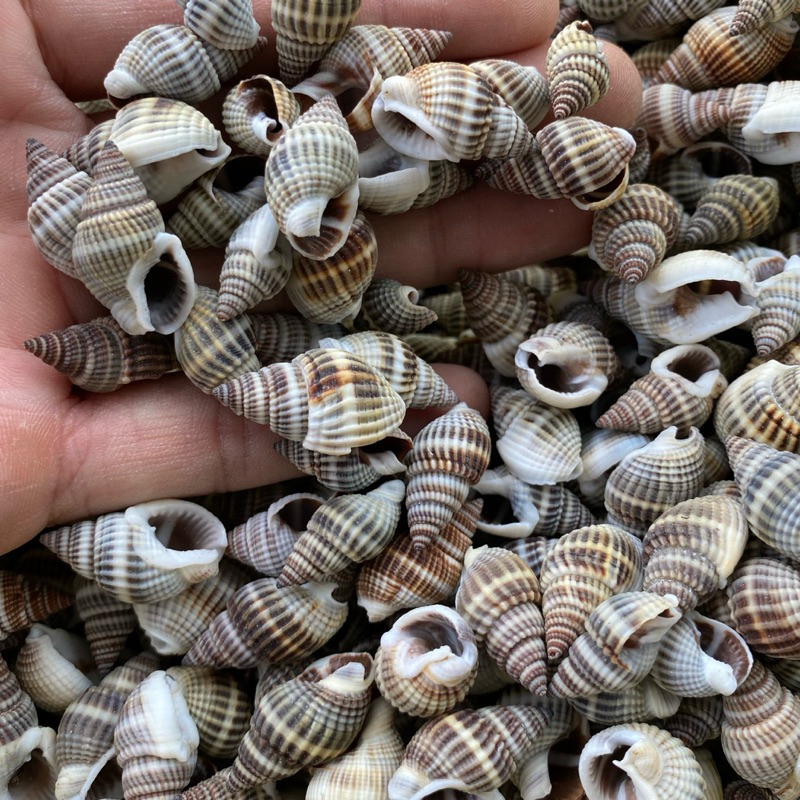 BLACK MUD Snail shells ตกแต่ง BLACK Snail shells เปลือกหอยสําหรับหอยทาก ...