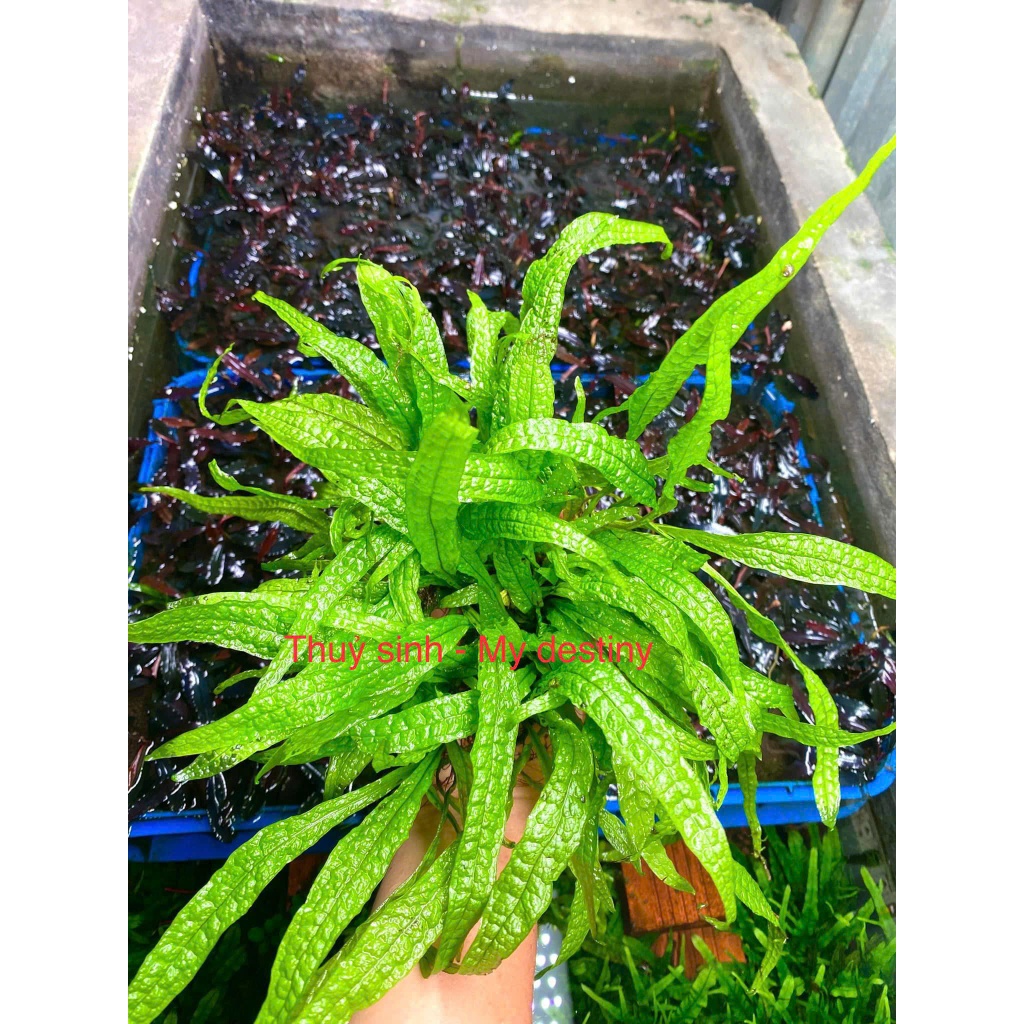 AQUATIC FERN: TRIDENT | ใบไม้เข็ม | ชวา | ใบไม้งีบหลับ | ความงาม | พืช ...