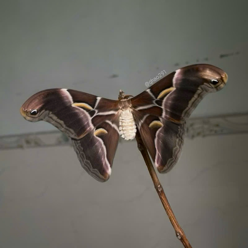 ตัวอย่างผีเสื้อ Eri silkworm - Samia ricini - specimen ผีเสื้อ | Shopee ...